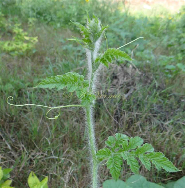 Young Branch